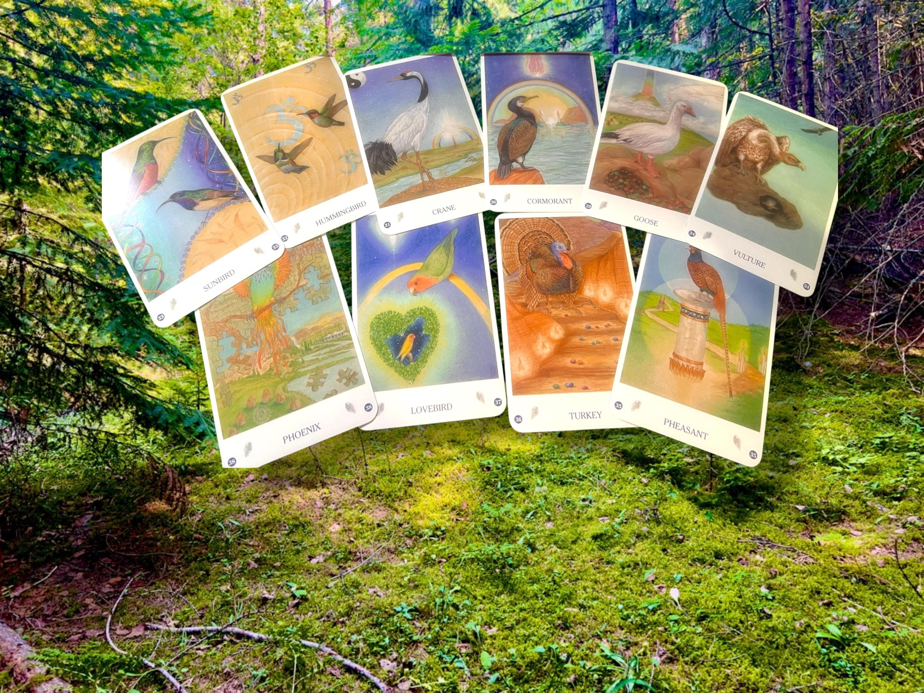 Bird Cards Oracle Deck | The Healing Power of the Bird Kingdom | 55 Cards  Guidebook by Jane Toerien  Joyce van Dobben | OOP Divination Set